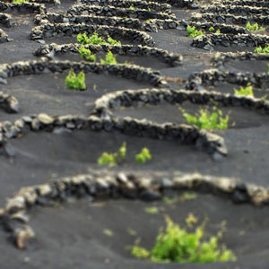 Du landest, begibst Dich zur günstigen Autovermietung von Lanzarote, mietest ein Fahrzeug und schon hast du alles was Du brauchst, um eines der besten Weinfeste der Insel zu genießen: La Geria.