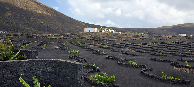 Auf Lanzarote wird La Geria zu Ehren der traditionellen Weinernte gefeiert