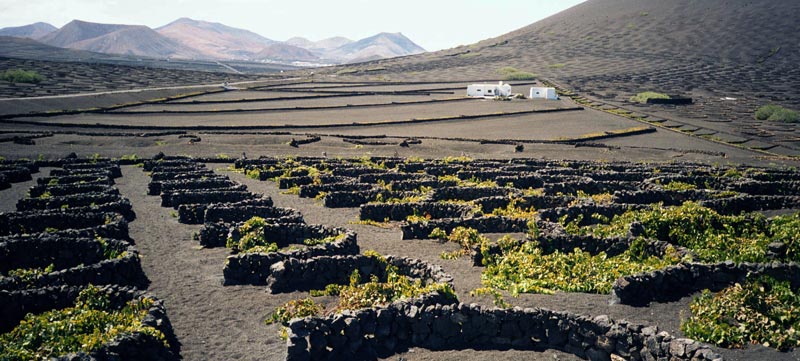 Entdecken Sie die besten Weine von Lanzarote